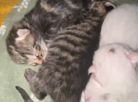 Kitten