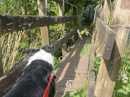 cheap dog walking