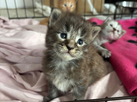 Mainecoon kittens
