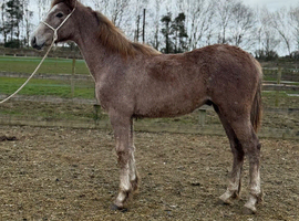 Registered irish draft colt