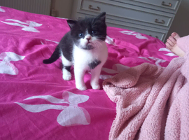 8 week boy