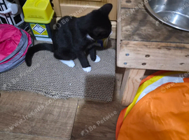 2 female kittens one white and black and 1  tabby they both sisters they live play litter trained fleaded nd wormed up 2 date eating wet and dry food