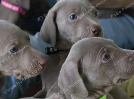 Beautiful pure bred weimaraner