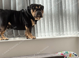 3 year old bulldog