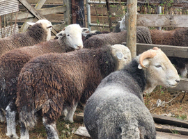 Hoggets rams and wethers last years lambs