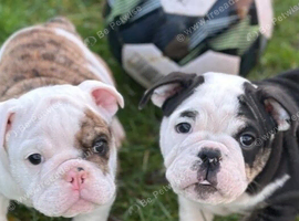 ADOREABLE BULLDOGS PUPPIES
