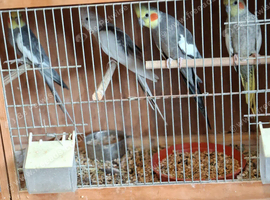 Cockatiel for sale
