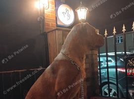Rottweiler x  sharpei