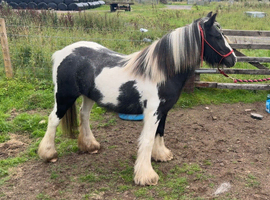 Project Mini Gypsy Cob