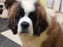 Show Quality Saint Bernard's