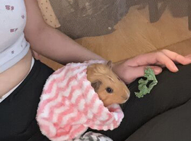 Two friendly guinea pigs for sale