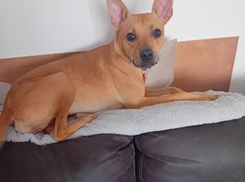 Beautiful female lurcher cross for rehoming