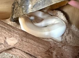 2 ball pythons with full set up