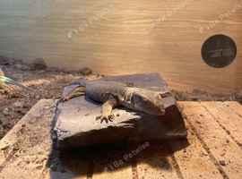 Juvenile monitor lizard