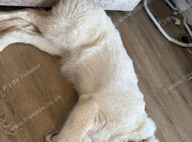 German shepherd male