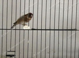 Goldfinch hen 2025