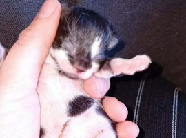 2 black and white kittens