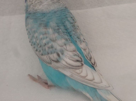 Young Budgies