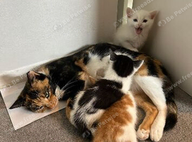 Pure white female kitten