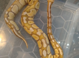 Banana Pastel