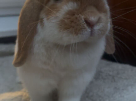 Mini lop doe