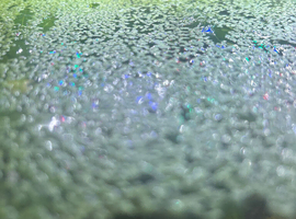 Duck weed