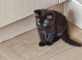 2 beautiful mixed siberian kittens left for sale
