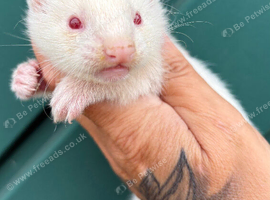 Albino ferret babies