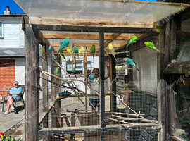 26 Budgerigars for sale due to moving