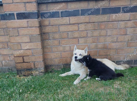 F3 pomsky puppy's for sale