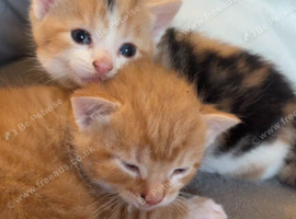 Kittens for rehoming