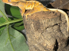 2025 Crested Geckos (butterscotch)