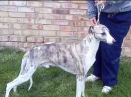 Whippet stud dog