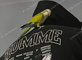 Quacker parrot