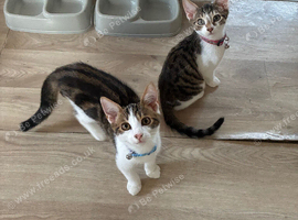 Binkx and koda
