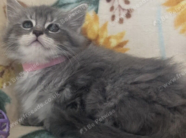 Pure Maine Coon kittens