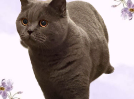 Quality pedigree British shorthair kittens