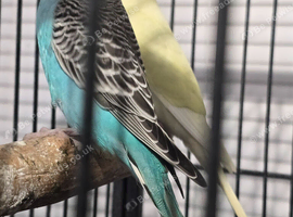 Baby Budgies