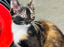 1 beautiful Tortoiseshell kitten 9 weeks old