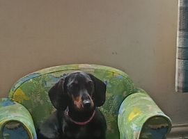 Miniture daschund