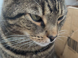 Sweet teen cat wanting a home