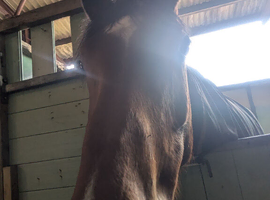 Looking for a job with horses