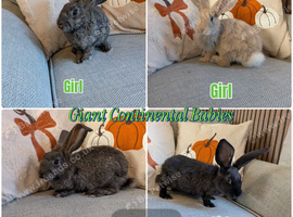 Giant continental baby rabbits