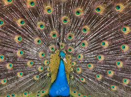 Young male Peacock requires new home with unrelated females.