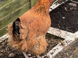 Have few laying hens for sales