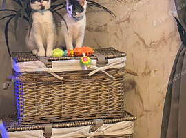 Kittens