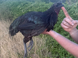 Ayami cemani cockerel