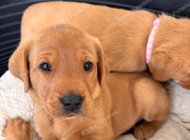 **Labrador Puppies &ndash; Loving Companions**