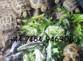 Cb26 horsefield tortoises