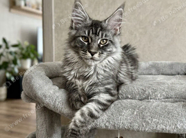 Tested SMA,PK,HCM,Only 1 boy left. Maine Coon Kittens